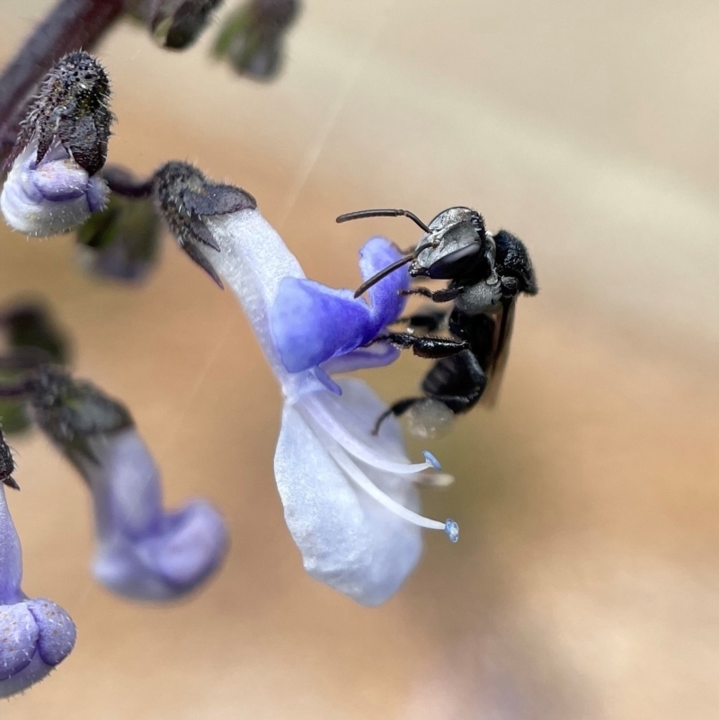 Tetragonula carbonaria