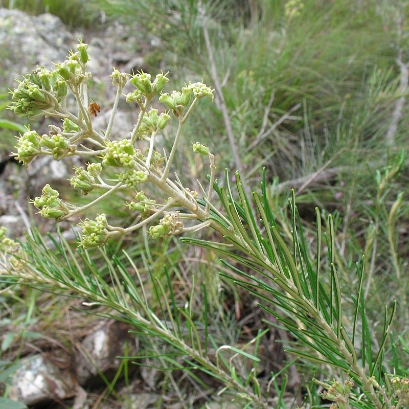 Astrotricha linearis