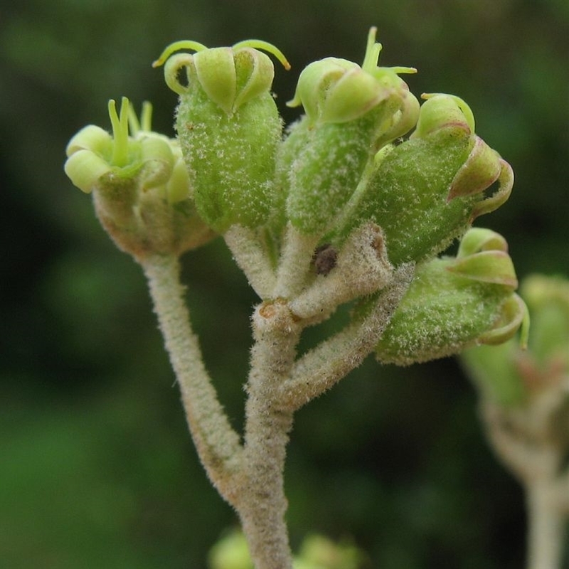 Astrotricha linearis