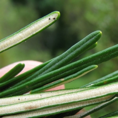 Astrotricha linearis