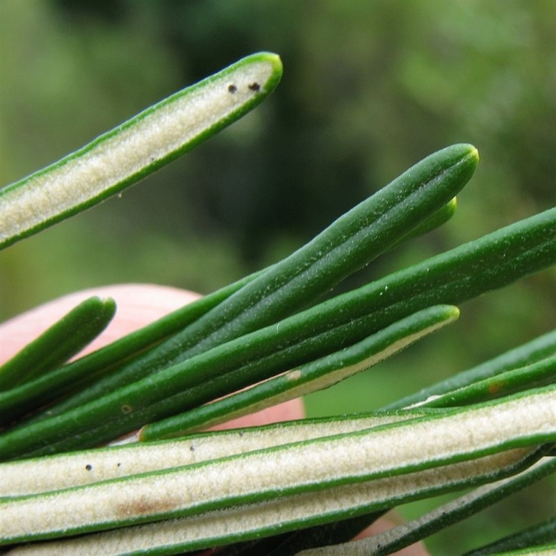 Astrotricha linearis