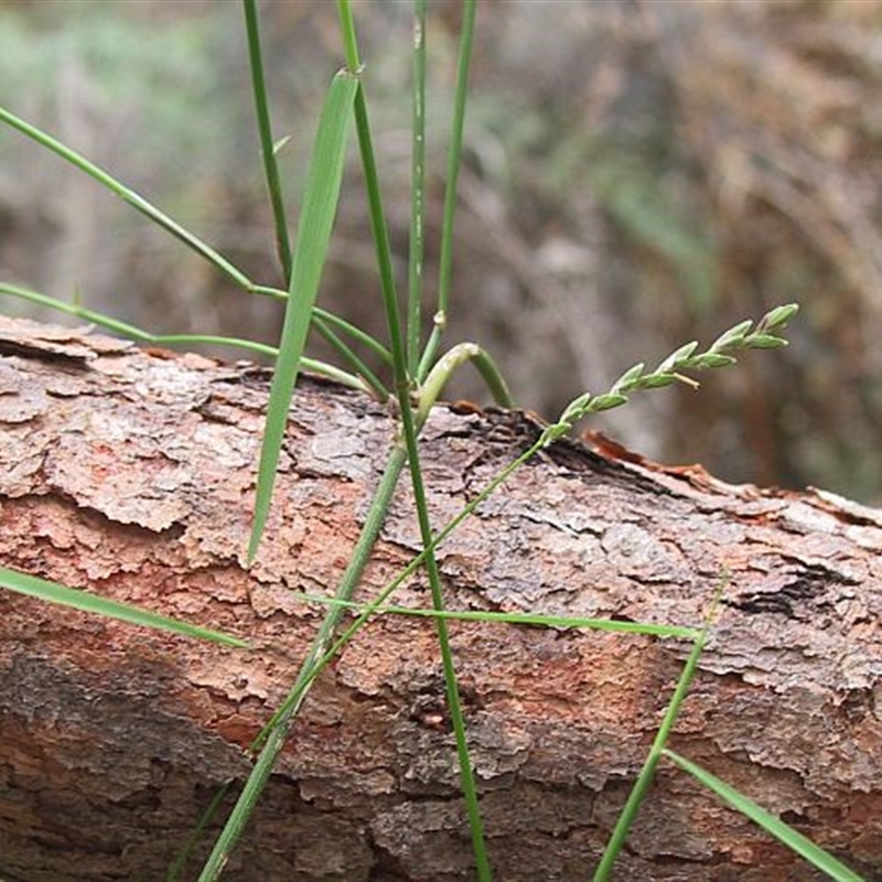 Tetrarrhena juncea