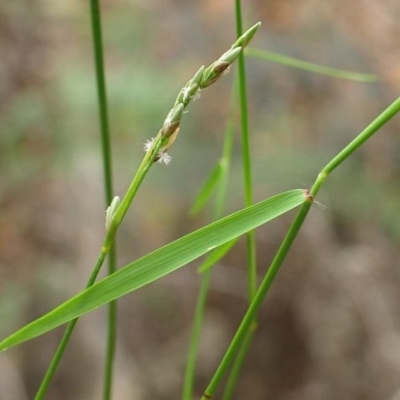 Tetrarrhena juncea