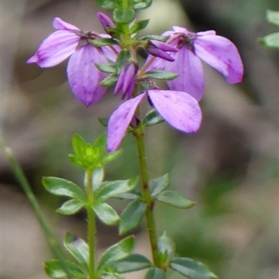 Tetratheca ciliata