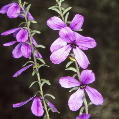 Tetratheca decora