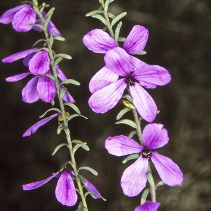 Tetratheca decora