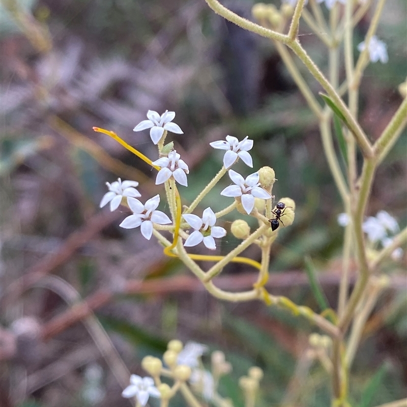 Astrotricha longifolia