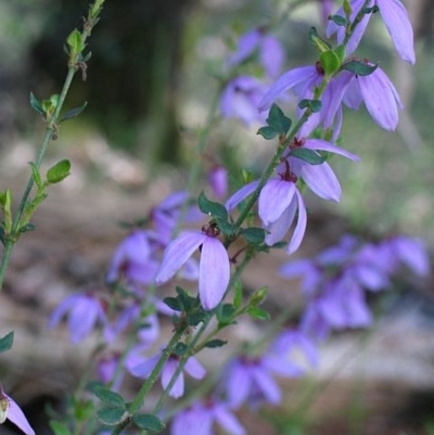 Tetratheca pilosa subsp. latifolia