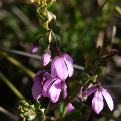 Tetratheca pilosa subsp. latifolia