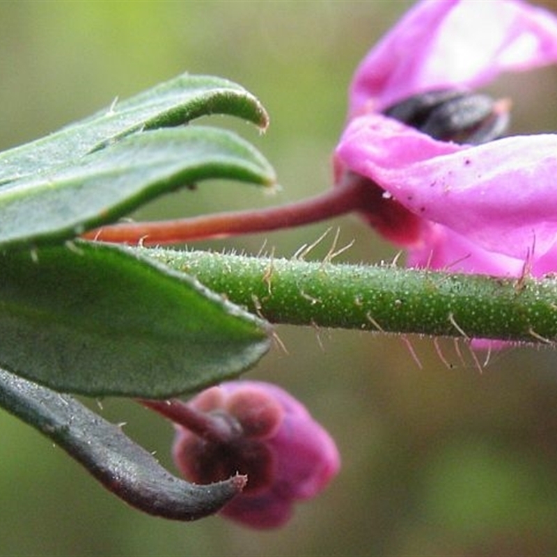 Tetratheca pilosa subsp. latifolia