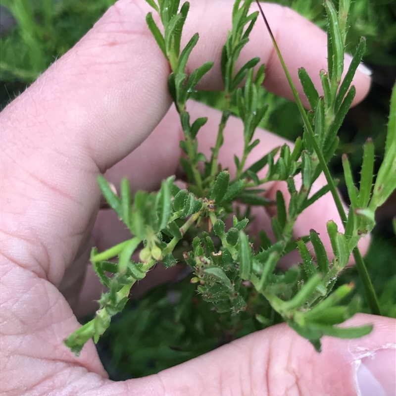 Tetratheca pilosa subsp. pilosa