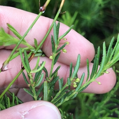 Tetratheca pilosa subsp. pilosa