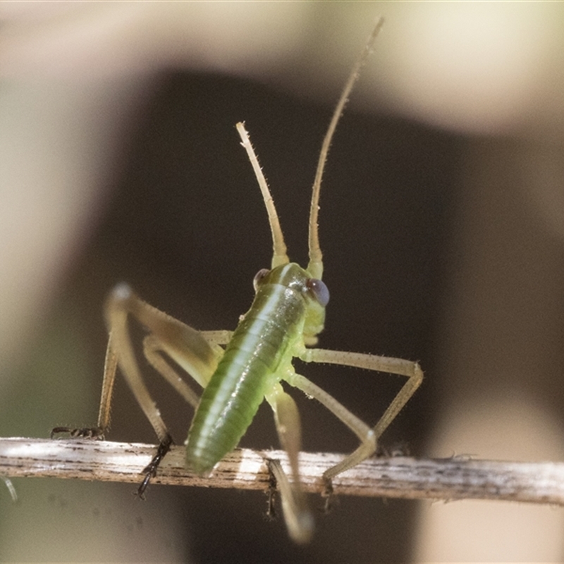 Tettigoniidae (family)