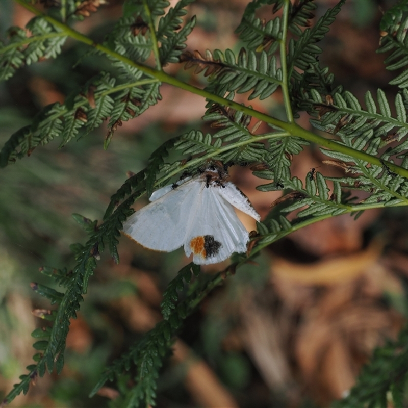 Thalaina selenaea