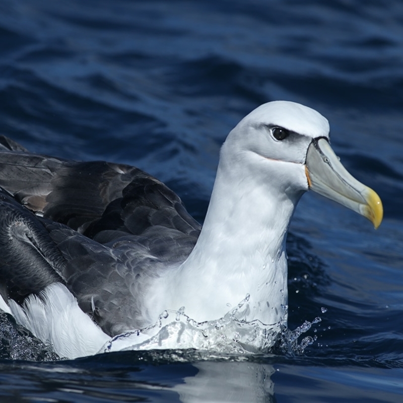 Thalassarche cauta