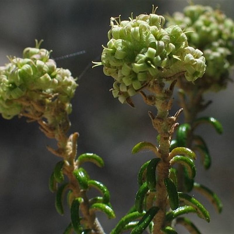 Astrotricha sp. Wallagaraugh (R.O.Makinson 1228) NSW Herbarium