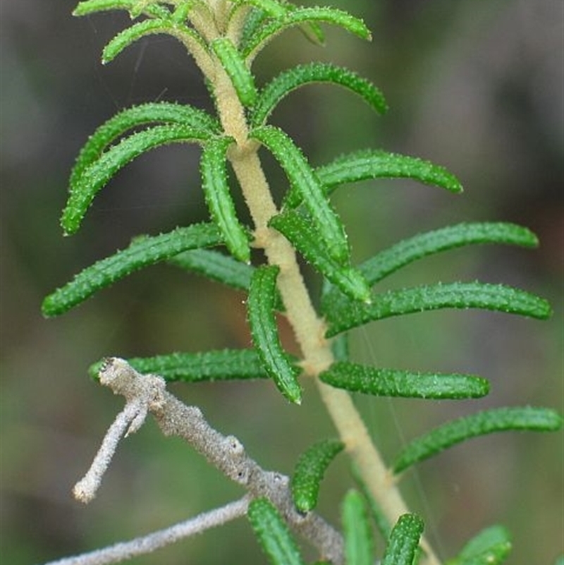 Astrotricha sp. Wallagaraugh (R.O.Makinson 1228) NSW Herbarium