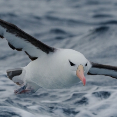 Thalassarche melanophris