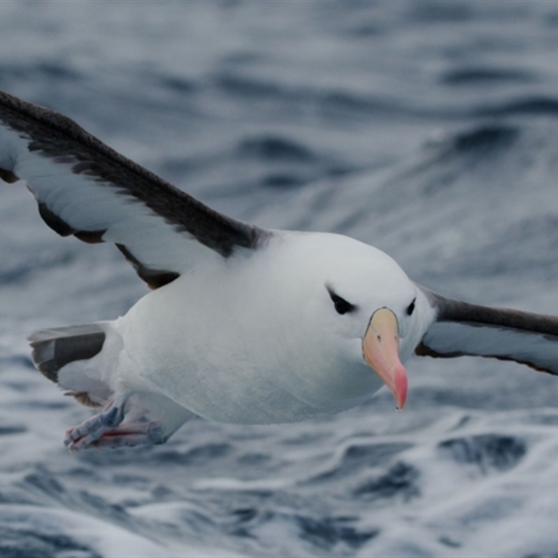 Thalassarche melanophris