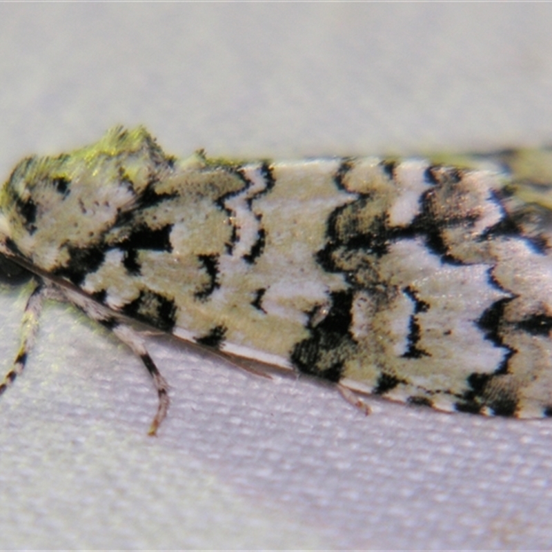 Thalatha melanophrica