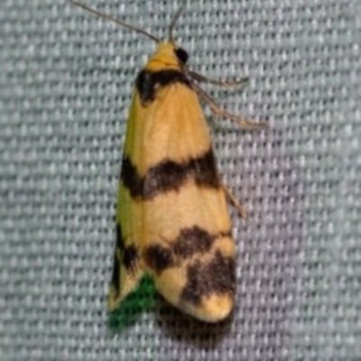 Thallarcha chrysochares