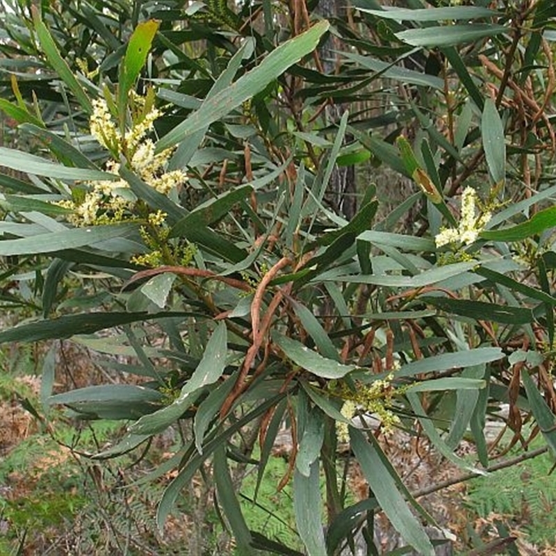 Acacia obtusifolia