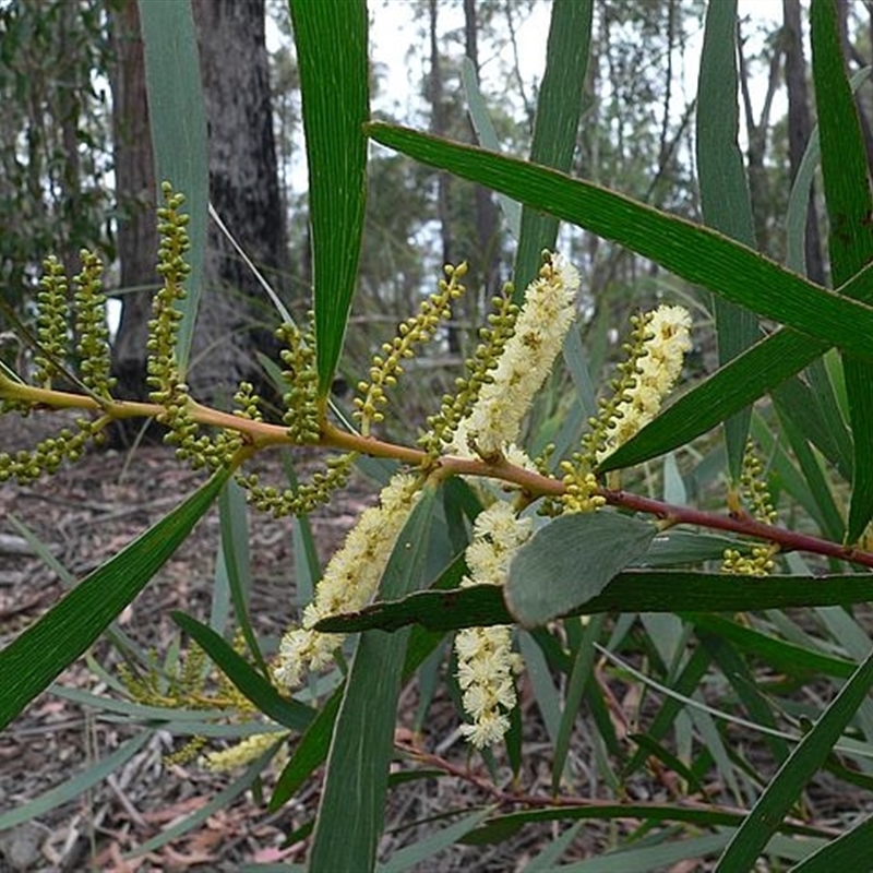 Acacia obtusifolia