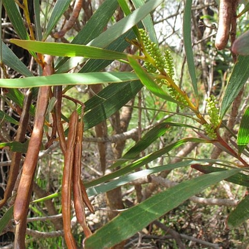 Acacia obtusifolia