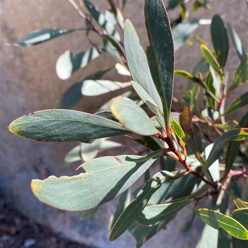 Acacia obtusifolia