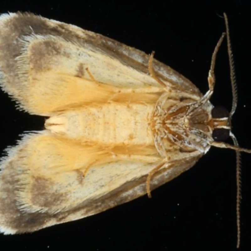 Thallarcha sparsana