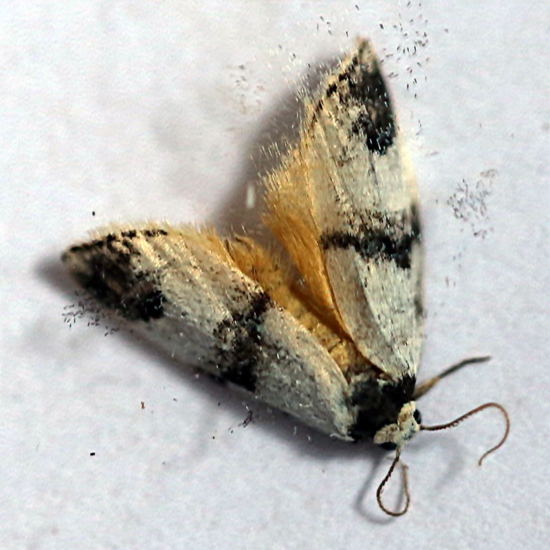 Thallarcha sparsana