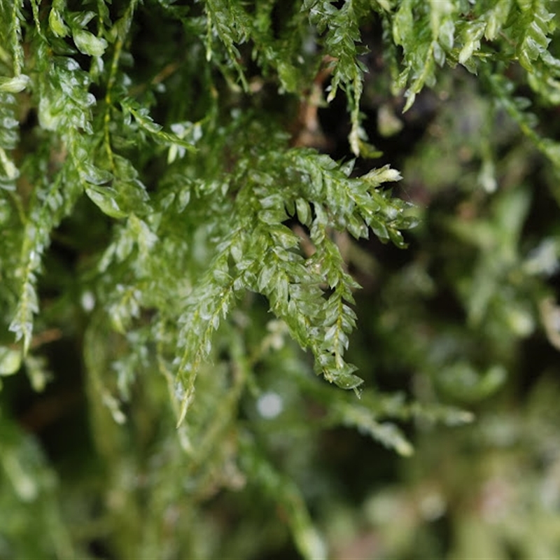 Thamnobryum pumilum