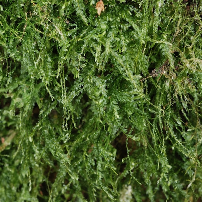 Thamnobryum pumilum