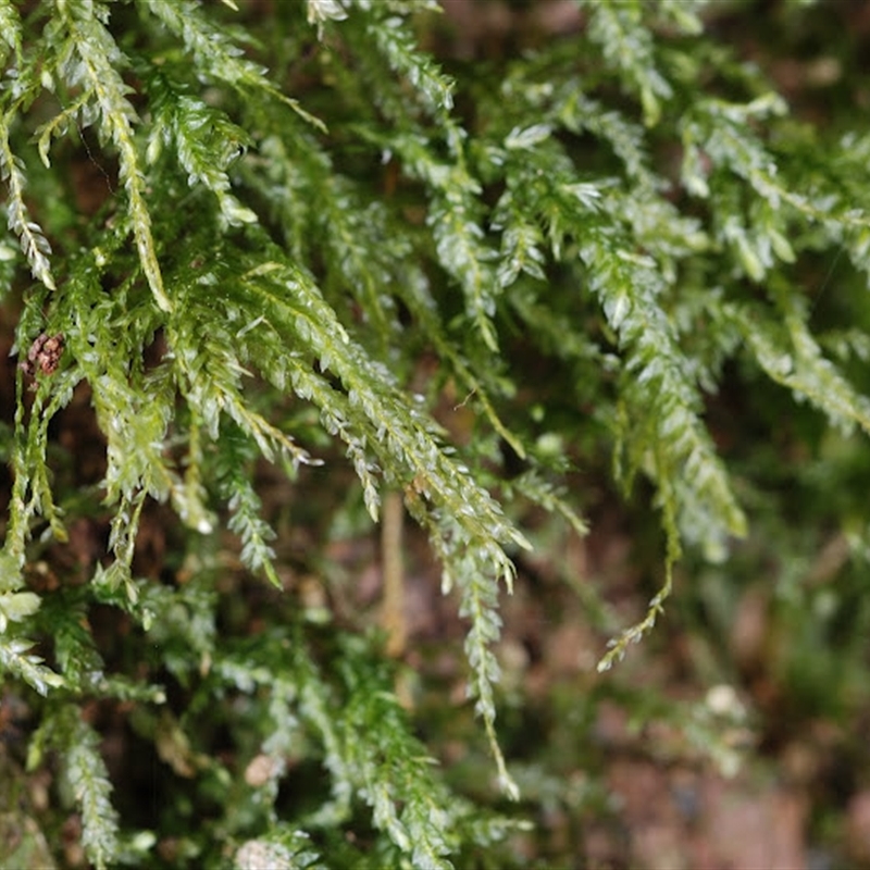 Thamnobryum pumilum