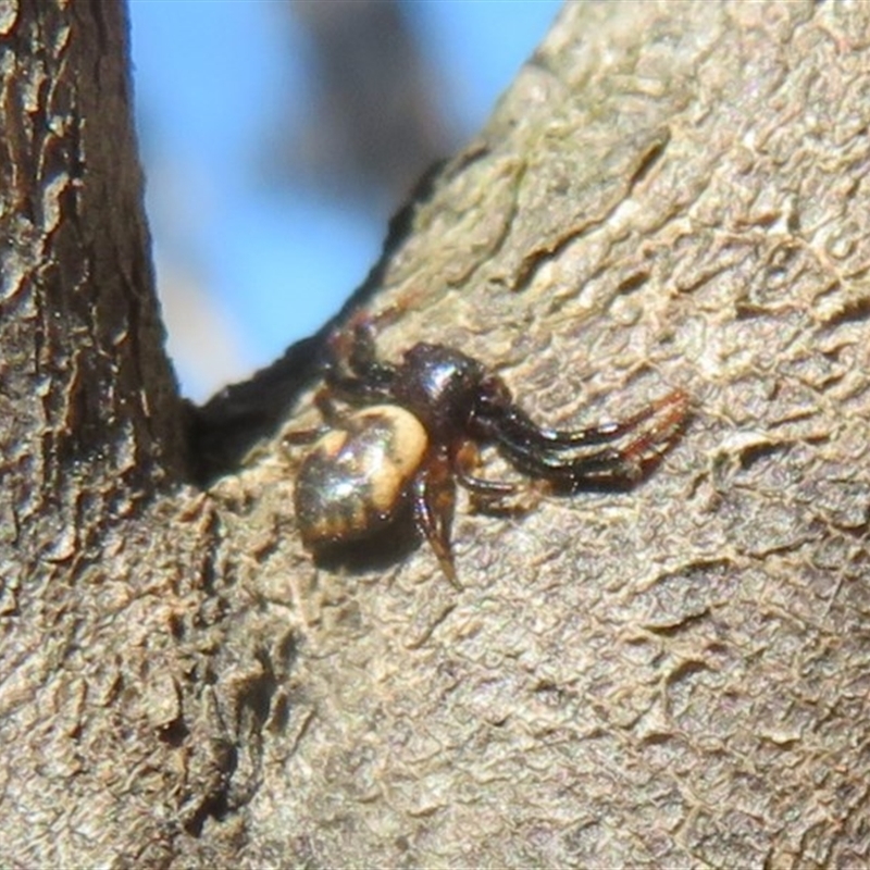 Tharpyna sp. (genus)