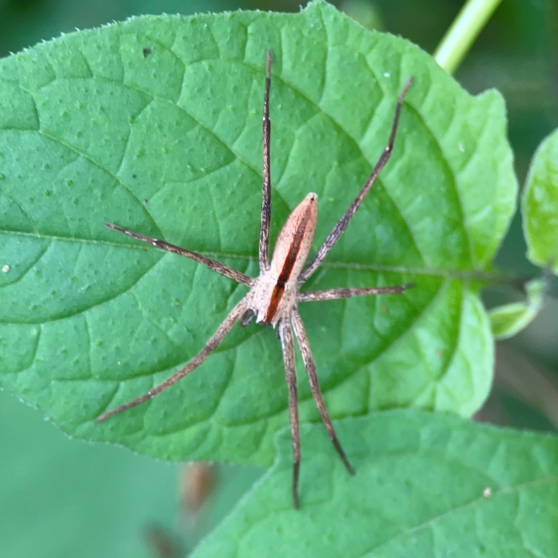 Thasyraea ornata