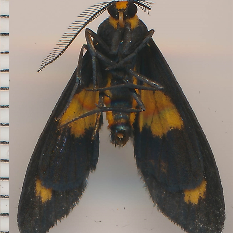 Asura cervicalis