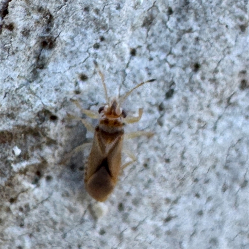 Thaumastocoris sp. (genus)