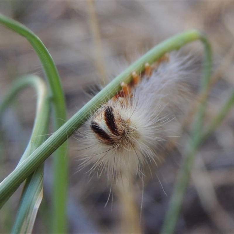 Thaumetopoeinae (subfamily)