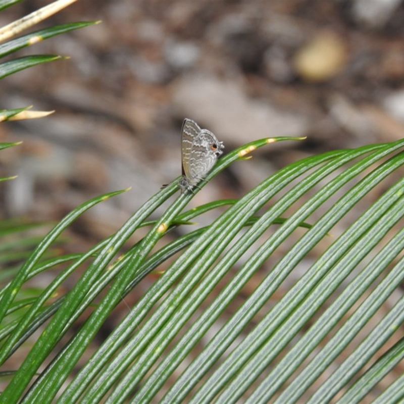 Theclinesthes onycha