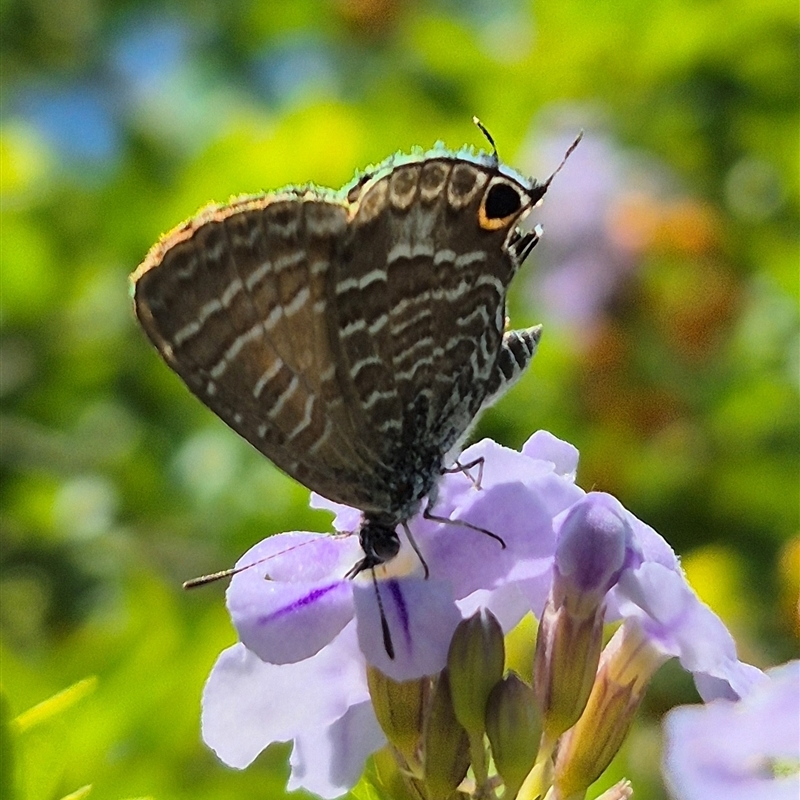 Theclinesthes onycha