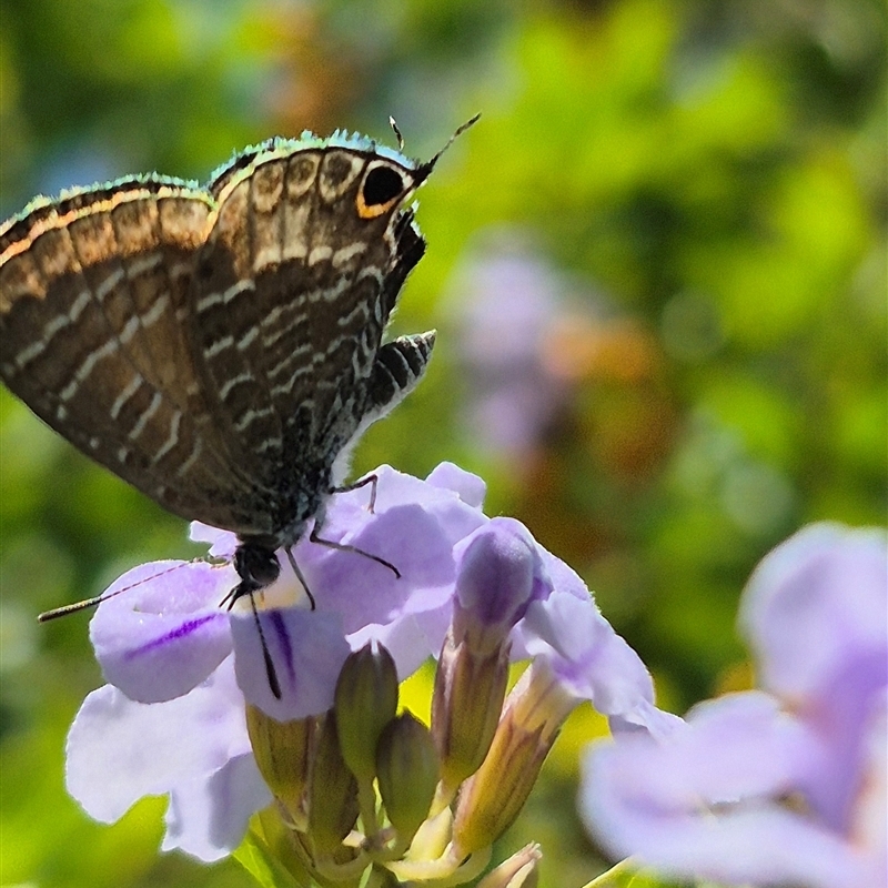 Theclinesthes onycha
