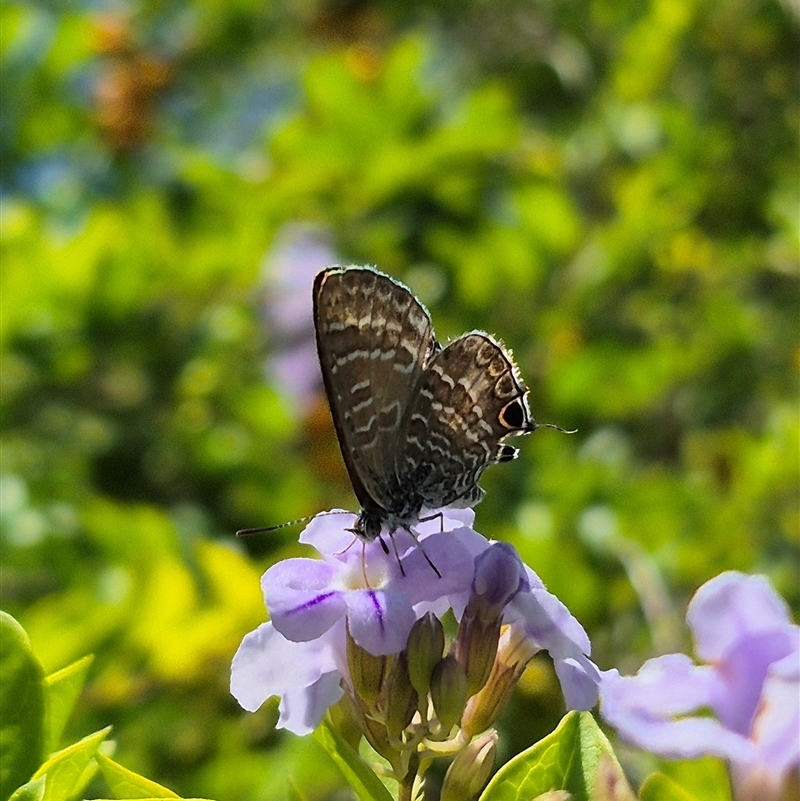 Theclinesthes onycha