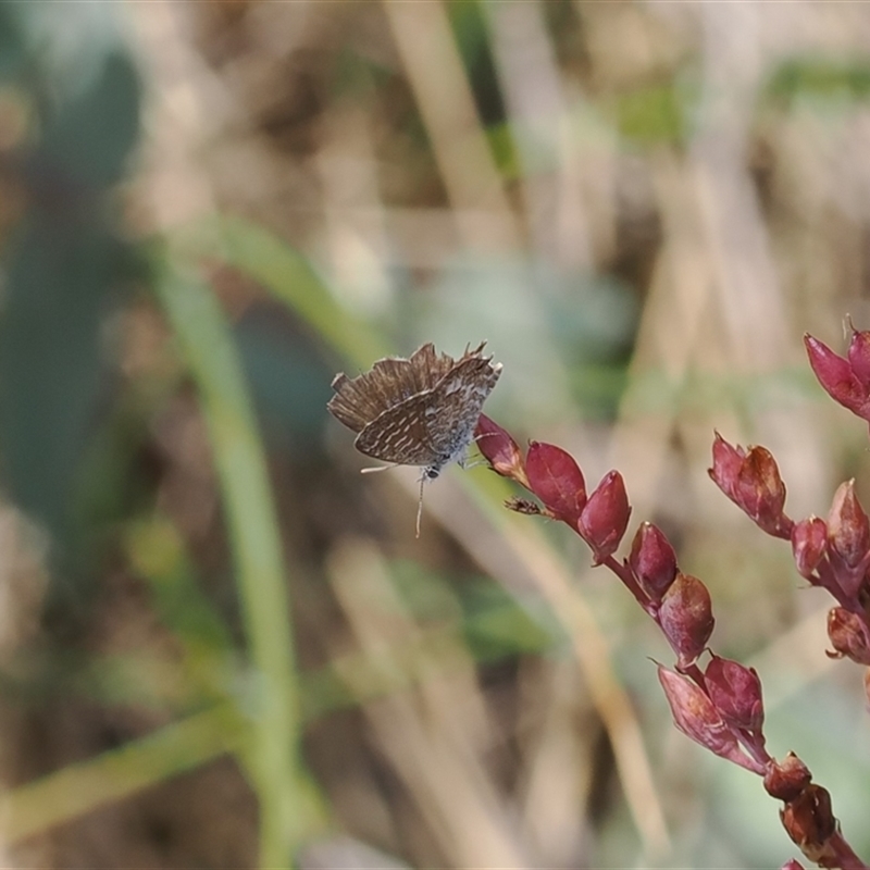 Theclinesthes serpentata