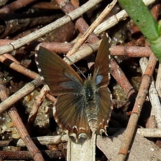 Max Campbell, Male, Bermagui river