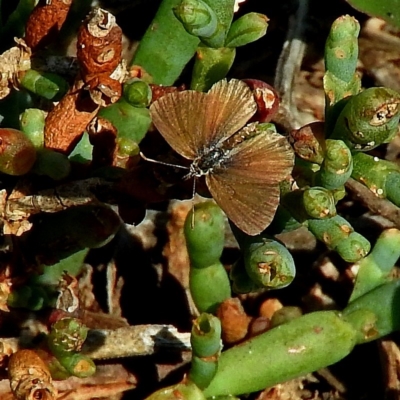 Max Campbell, Female, Bermagui river