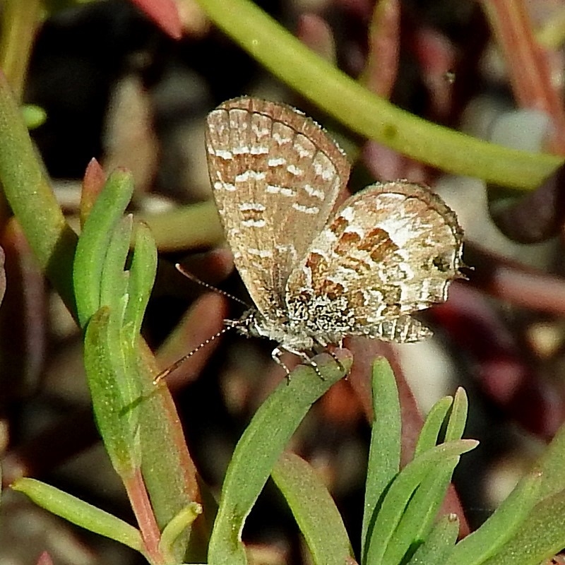 Max Campbell, Male, Bermagui river