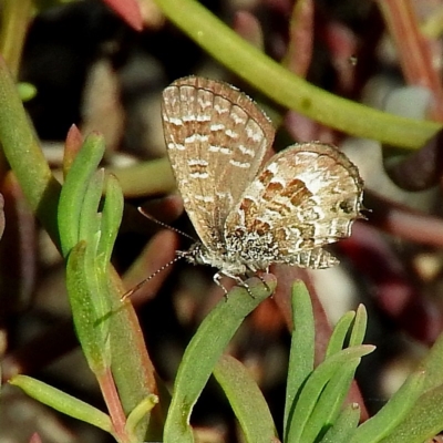 Theclinesthes sulpitius