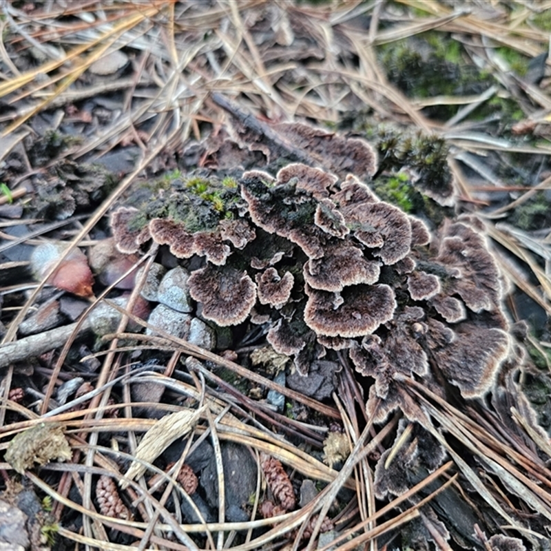 Thelephora terrestris