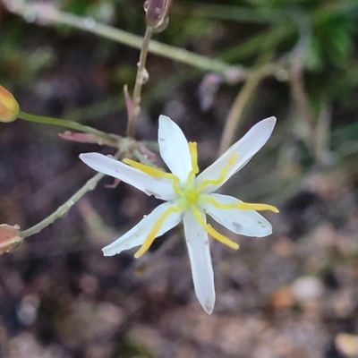 Thelionema umbellatum